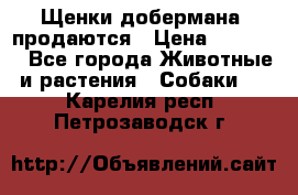 Щенки добермана  продаются › Цена ­ 45 000 - Все города Животные и растения » Собаки   . Карелия респ.,Петрозаводск г.